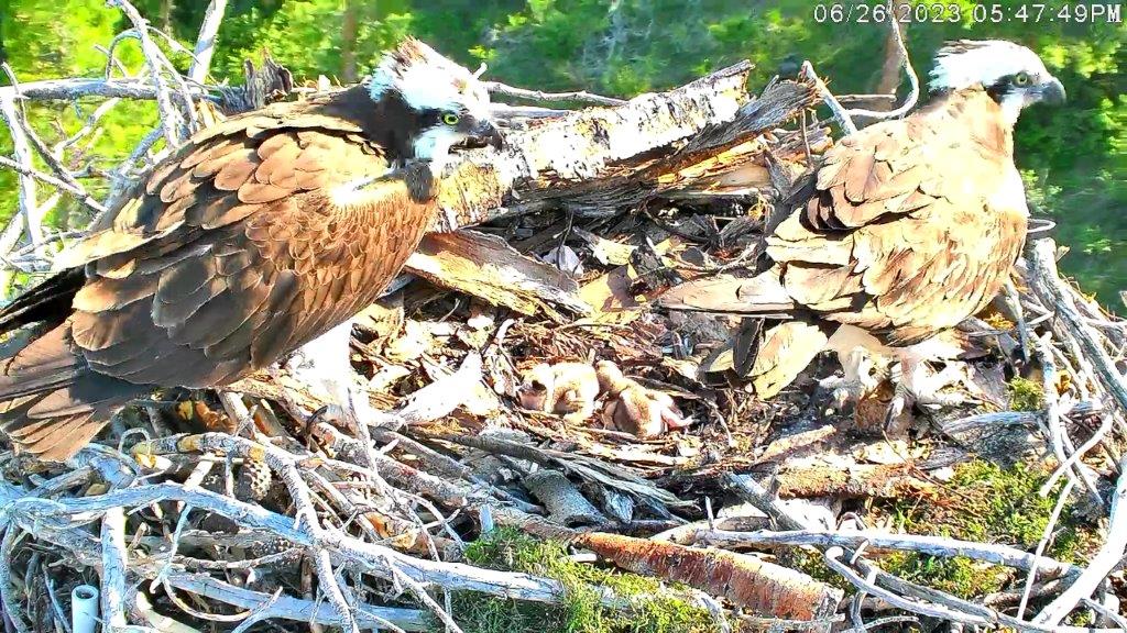 Final Grand Lake osprey egg of the summer hatches